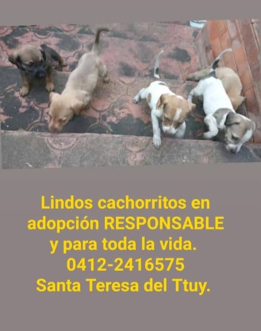 PerroUsuario's tweet photo. Cachorritos en adopción responsable, Santa Teresa del Tuy Miranda https://t.co/wmzYP5ga8n