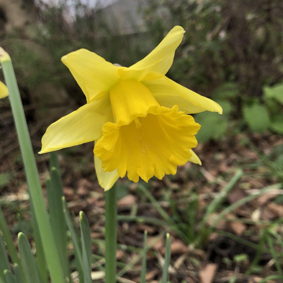 Daffodils are happening!