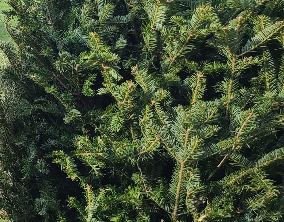 Chester Township's DPW will be conducting its annual curbside tree collection THIS WEEK, from January 16-19. If you wish to have your tree picked up, place it curbside, and make sure the tree has been cleared of all tinsel and ornaments.