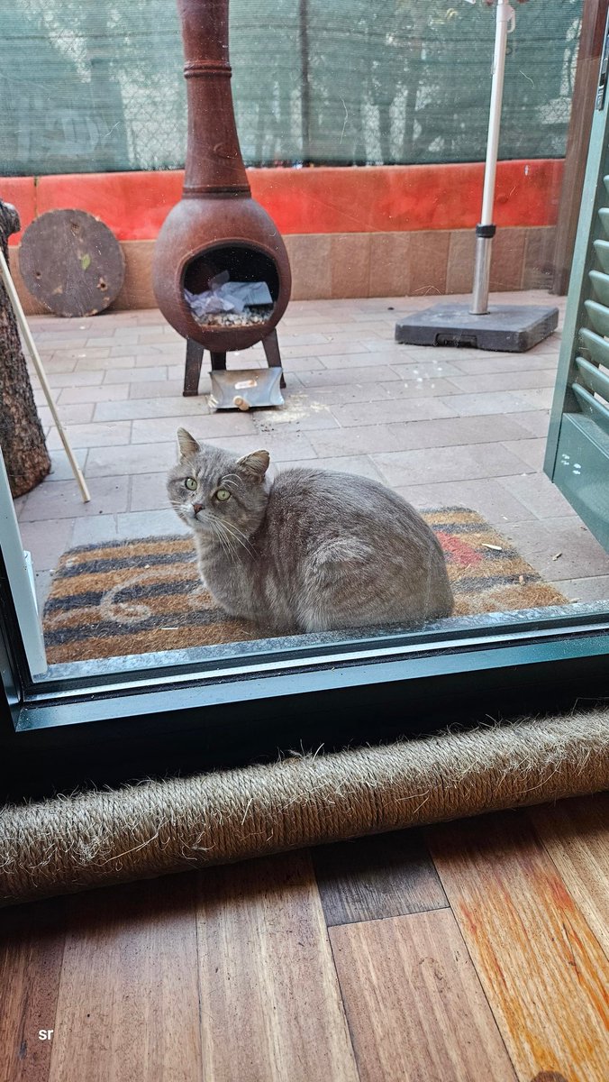 simorugg's tweet photo. Signori e Signore pian pianino #timidezza si lascia avvicinare.
La gang prende casa https://t.co/YYk5Ow5Yhd