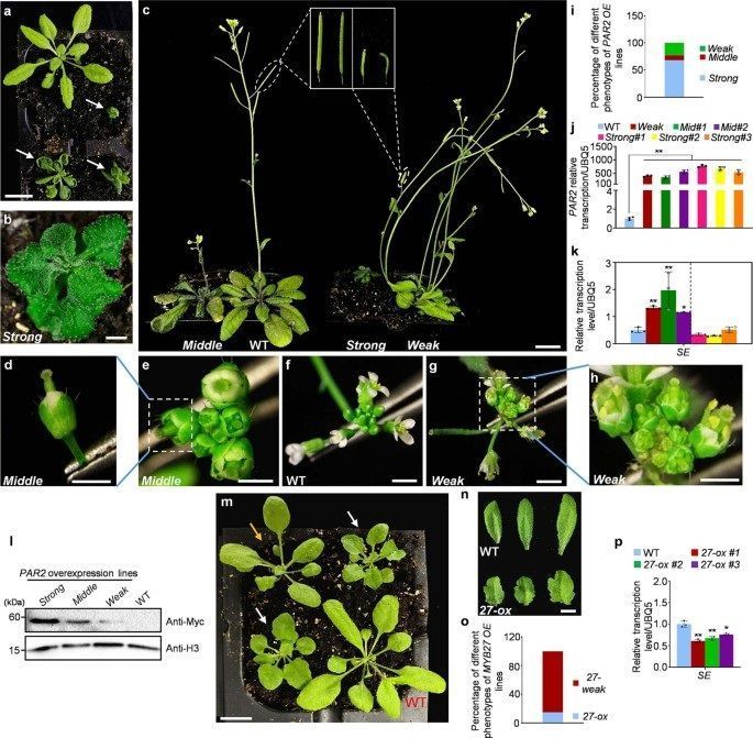 sci_plant's tweet photo. Capture of regulatory factors via CRISPR–dCas9 for mechanistic analysis of fine-tuned SERRATE expression in Arabidopsis 

https://t.co/DntHbSlE92 
#plantscience ♻️ https://t.co/y7O2FUOpTa