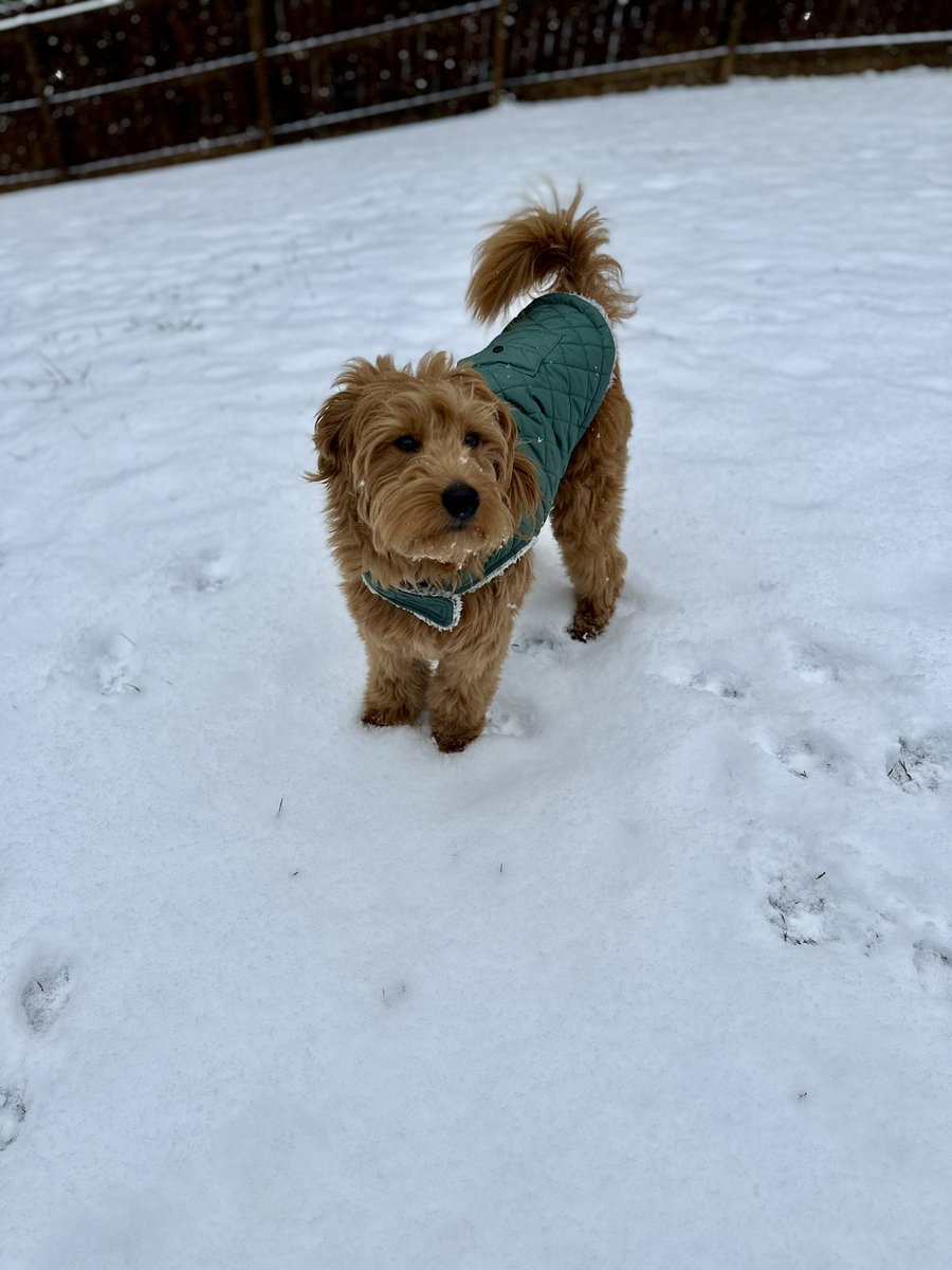 lacey_thomas22's tweet photo. @WBIRWeather Also having a blast in the snow! https://t.co/FDsdPHRwtn