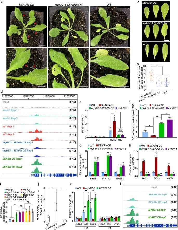sci_plant's tweet photo. Capture of regulatory factors via CRISPR–dCas9 for mechanistic analysis of fine-tuned SERRATE expression in Arabidopsis 

https://t.co/DntHbSlE92 
#plantscience ♻️ https://t.co/y7O2FUOpTa