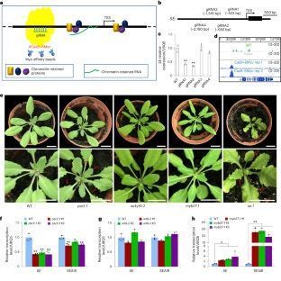 sci_plant's tweet photo. Capture of regulatory factors via CRISPR–dCas9 for mechanistic analysis of fine-tuned SERRATE expression in Arabidopsis 

https://t.co/DntHbSlE92 
#plantscience ♻️ https://t.co/y7O2FUOpTa