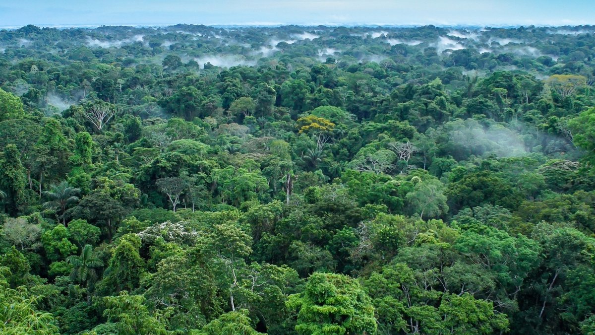 CurieuxExplorer's tweet photo. Laser technology unveils 2500 year-old hidden Amazonian city https://t.co/TVCr7sOkFx
@Nicochan33 @Shi4Tech @FrRonconi @BetaMoroney @RLDI_Lamy @jeffkagan @enilev @mvollmer1 @gvalan @JeromeMONANGE
#AncientDiscoveries #Laser #History #Technology #AmazonianMystery #HiddenCities https://t.co/nMVNxABOni
