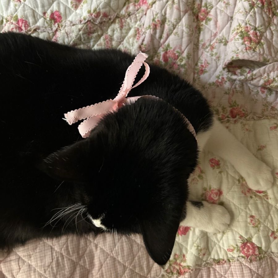 cherishmerlyn's tweet photo. 🐈‍⬛  /         #G00DBYEISAIAH24

( หนึ่งอุ้งแปะปุจากผปค.น้องเมอลิเนีย ( aka. โอริโอ้แคท ) ให้ทีมงานอิศญา 🐾 —— ขอบคุณที่ดำเนินคอมมูมาจนถึงจุดสิ้นสุดอย่างเป็นทางการนะคะ

ก่อนอื่นเลย หากใครสนใจแลกโม่ง สามารถจิ้มเฟบ ( 🤍 ) ที่โพสนี้ได้เลยค่ะ

แม้จะเป็นช่วงเวลาสั้น ๆ ที่ได้เข้ามา + https://t.co/Uk7qgOJ2th