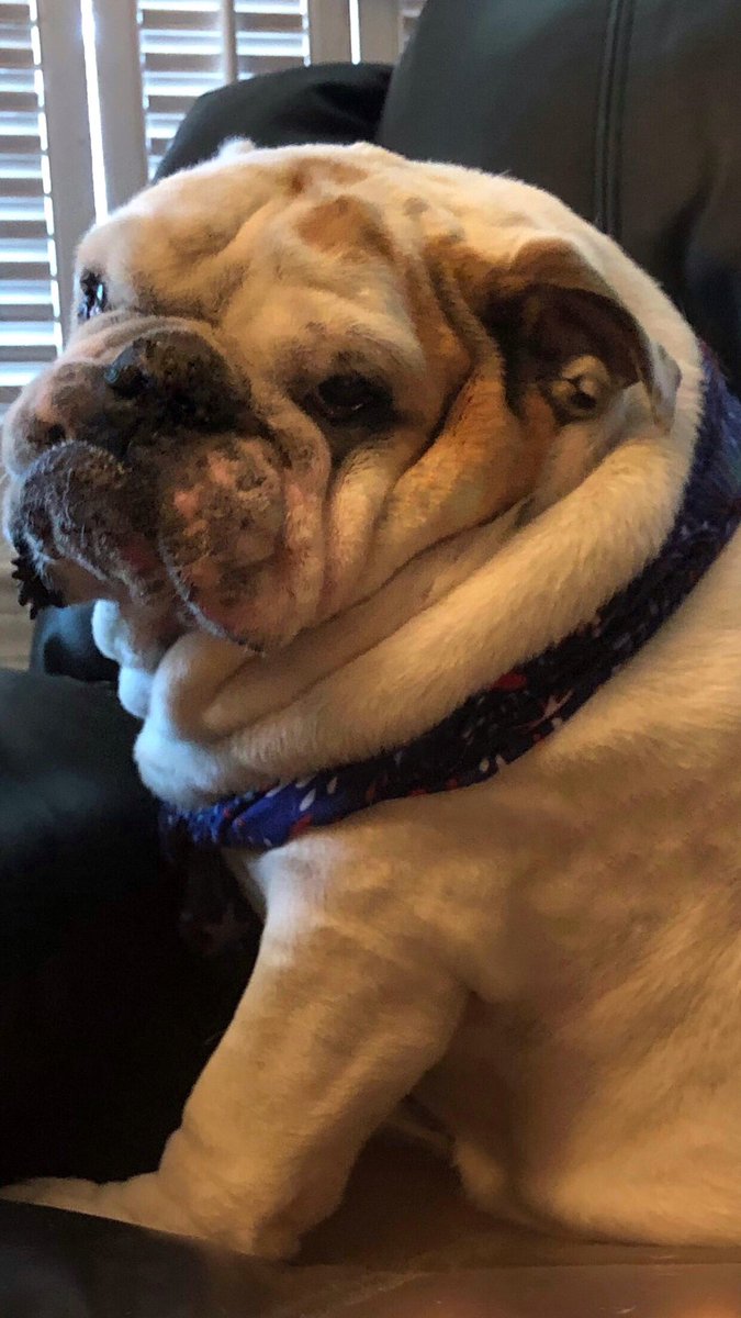 If you work for Door Dash… And deliver Gertie her Donuts… You will also be expected to… Feed them to Her… Ask her How her Day is going… And let Her know she’s Fabulous… Love, Gertie’s Family #gertiethebulldog #gertiegotdonuts #queenofallbulldogs #dogsoftwitter #beautiful