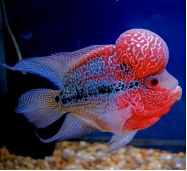 So excited Flowerhorn Cichlids are arriving this Thursday!
A new supplier is sending Super red dragons, Zen Zhu and Classic Red Kamfa
We will post videos after they arrive

#Cichlids #Flowerhorn #tropicalfish #shirleytropicals