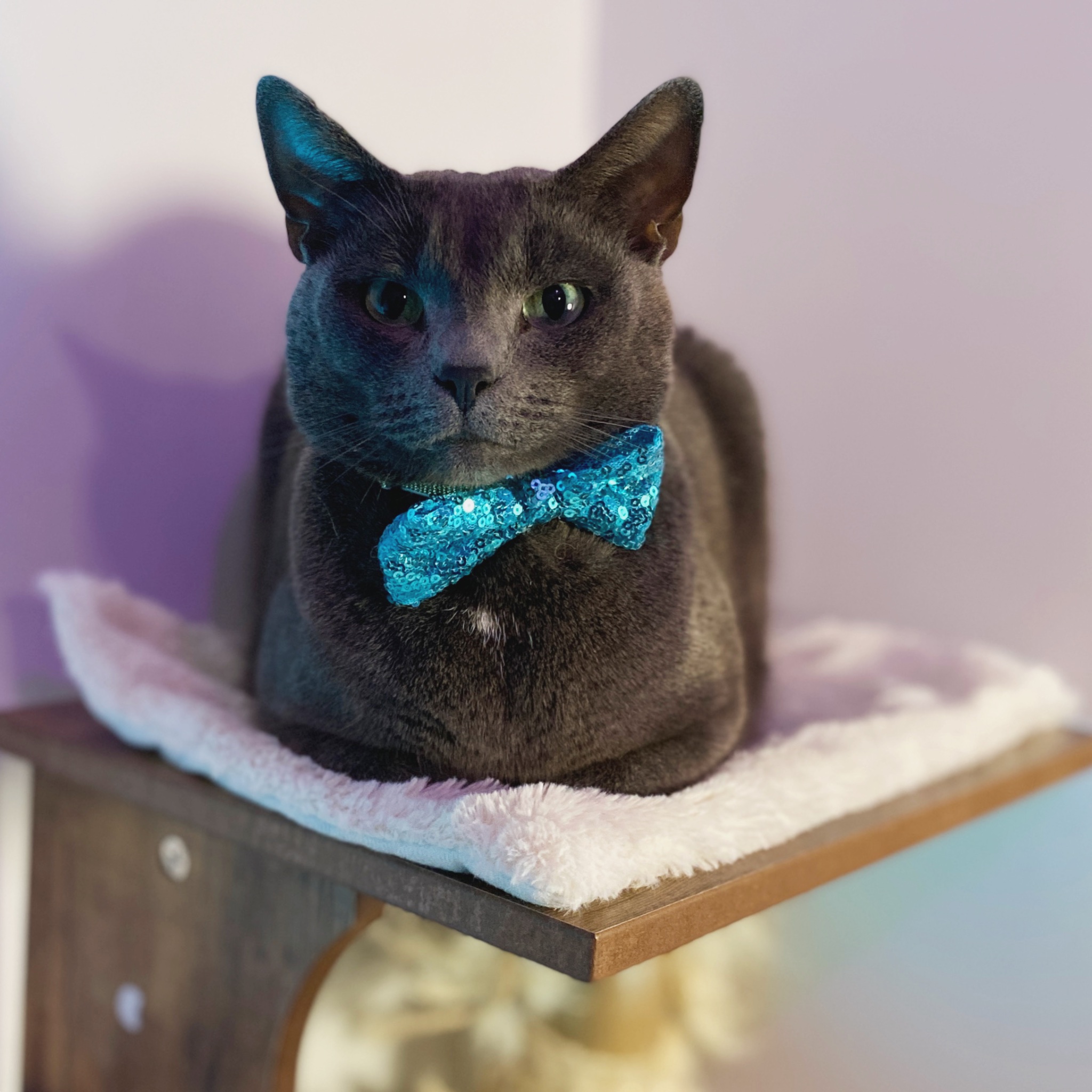 Blue cat on sale rescue