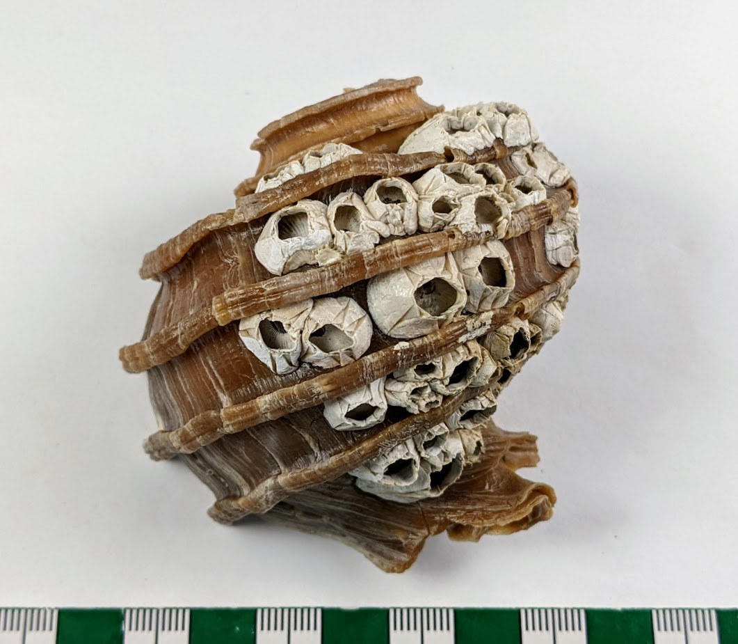 #molluskmonday Beautiful example of the Neogene muricid snail Ecphora quadricostata encrusted with barnacles! This specimen is from the Pliocene (~3-5 Ma) Yorktown Formation of North Carolina.