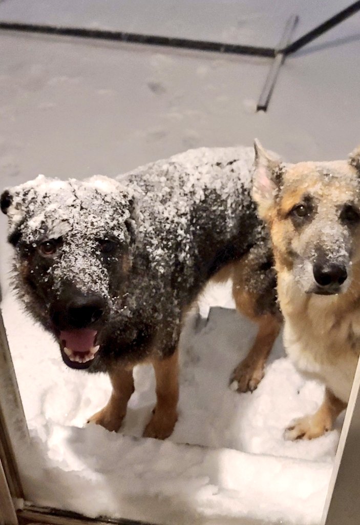 So happy I have winter-loving dogs who will get out in any weather (with or without gear 😆🐶🧥🧢😍❄️) #ONStorm