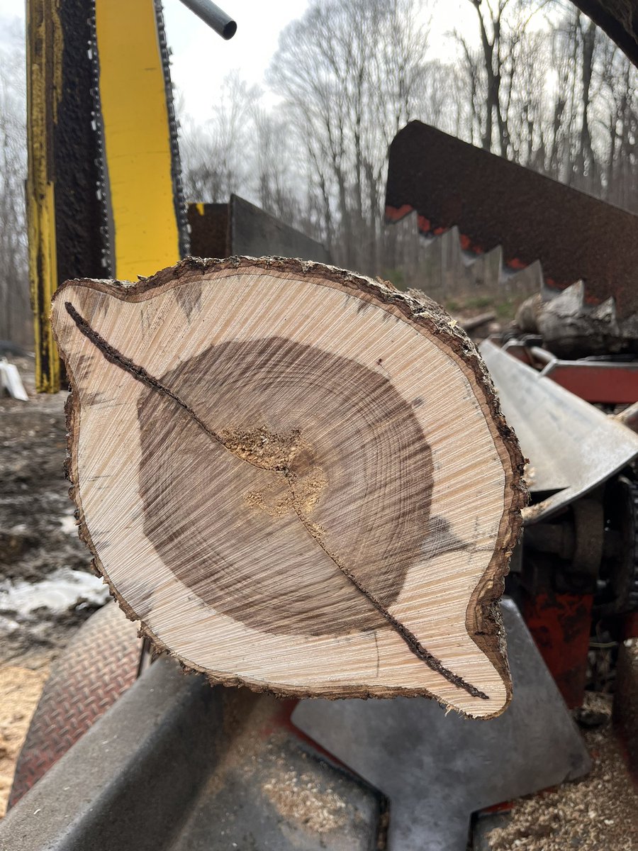 quercus_amanda's tweet photo. The rate Flying Saucer hickory 😁🛸 https://t.co/5CdKrFOk6d
