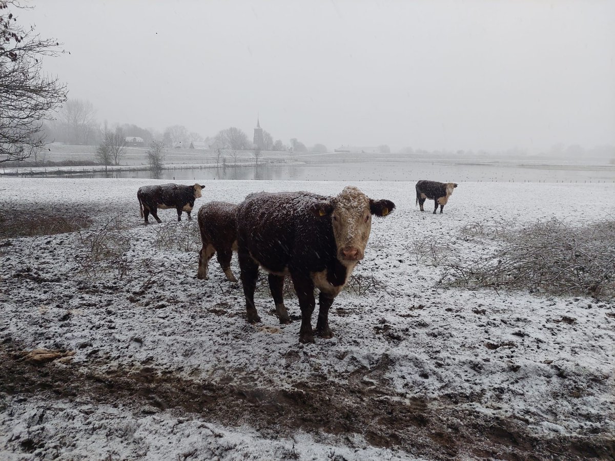 De uiterwaarden staan al een lange tijd onder water. Het water blijft in de rivieren hoog. Nu zakt het. Binnenkort komt het weer wat omhoog. Onze runderen en paarden lopen al ruim 8 weken op de hoogwatervluchtplaats. . De dieren krijgen op tijd hun voer. Alles is onder controle.