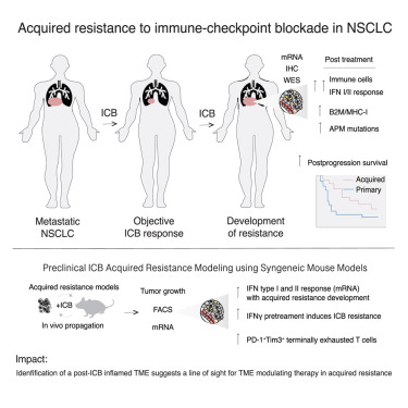 Cancer_Cell's tweet photo. Online Now: Clinical and molecular features of acquired resistance to immunotherapy in non-small cell lung cancer https://t.co/rkc4Qbnvc6 https://t.co/9OwUlzftBq