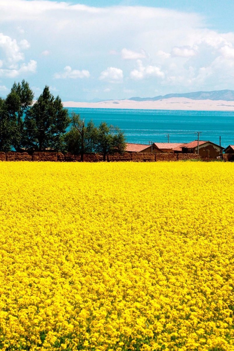 yangyan28's tweet photo. 青海湖，中国最大的内陆湖，有生之年一定要去一次 https://t.co/rQwqzMdjZC
