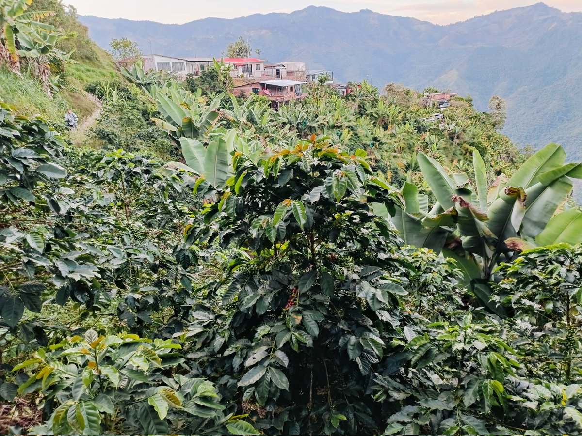MarmaGoldCoffee's tweet photo. Vereda El Vergel https://t.co/Q6zNES1gH7