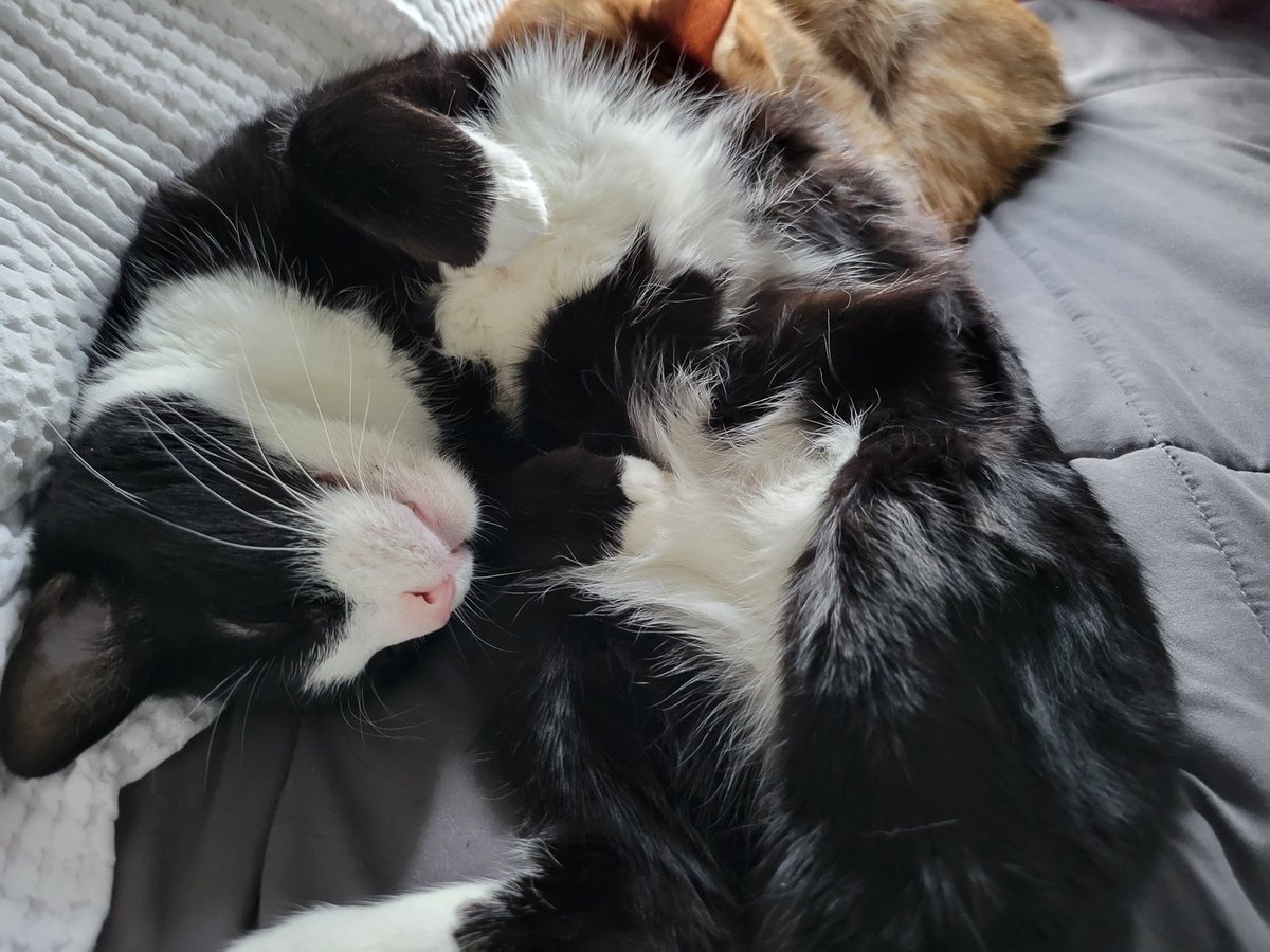 DapperlyCats's tweet photo. Tux doin an eepy https://t.co/AY1L8J0ucv