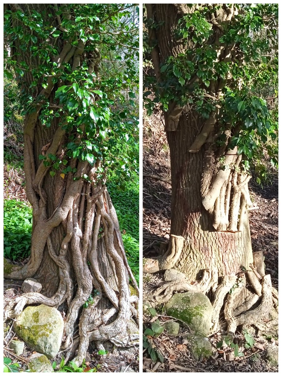 Before and after photos. 

Veteran Ivy destroyed at a nature reserve, by those tasked with 'managing' the site.

Ecological vandalism, perpetrated by the very people entrusted with protecting our precious countryside.

#ecology #biodiversity #ecocide
