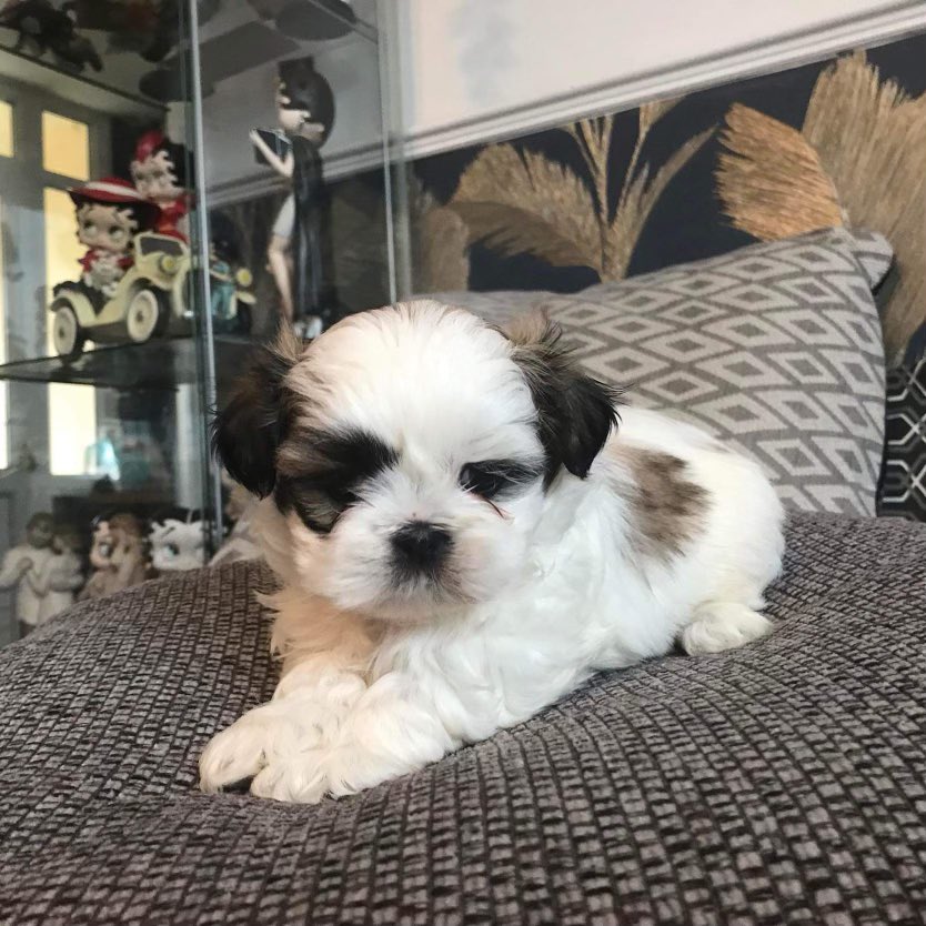 Aled Griffiths BCyA tweet media