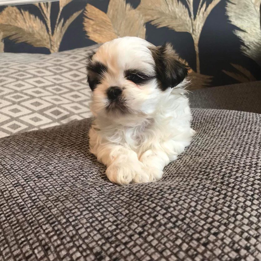 Aled Griffiths BCyA tweet media