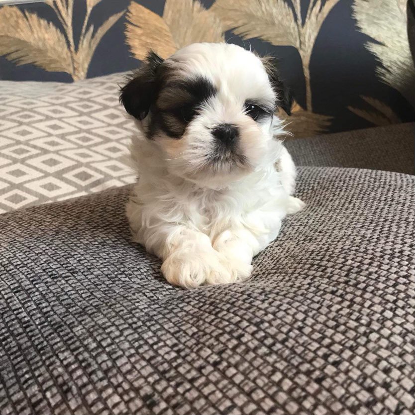 Aled Griffiths BCyA tweet media