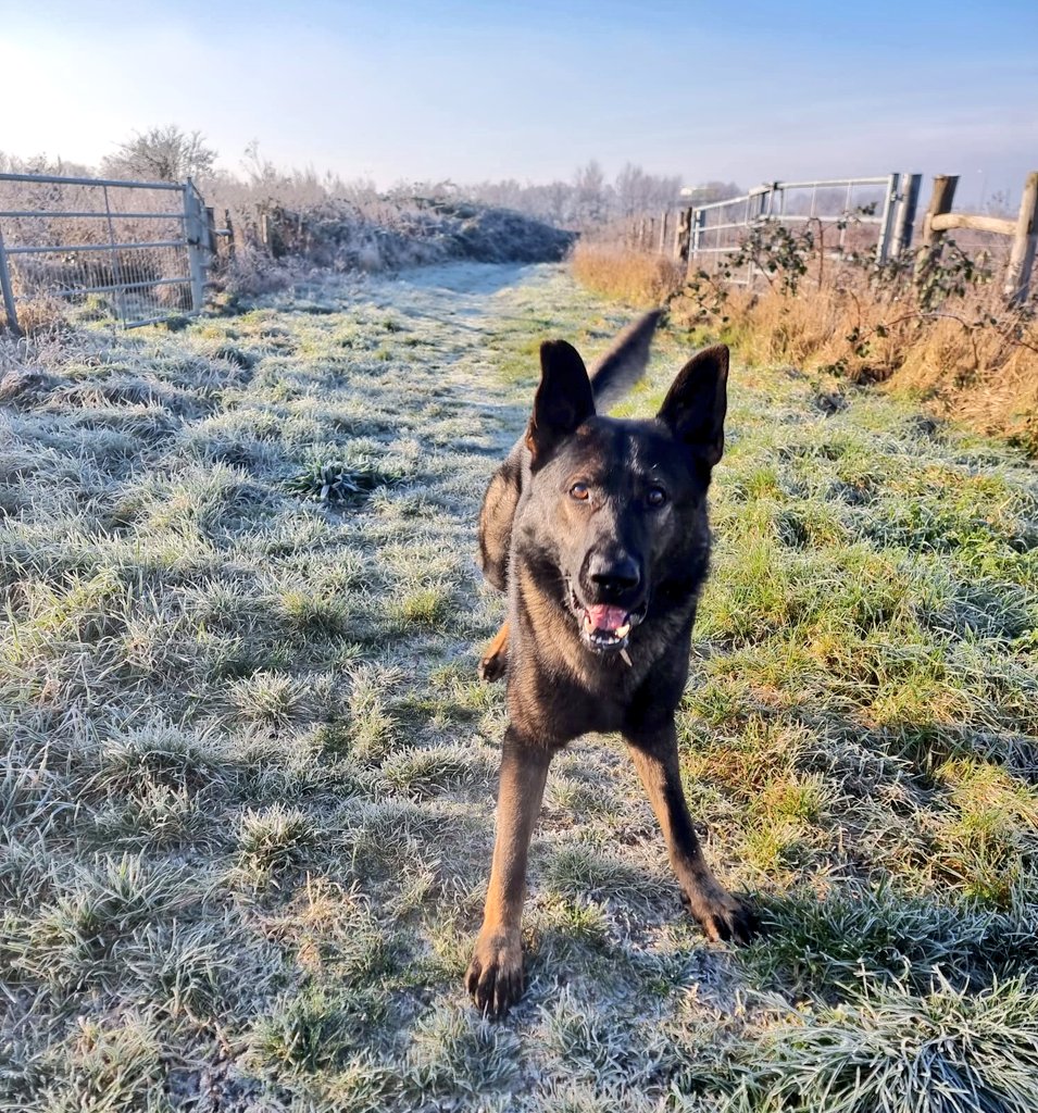 Two males were chased into West Kensington Station in the early hours of the morning of 12th Jan. A search was carried out by PD Bertie & he located a loaded firearm which led to the arrest of both males by the @metpoliceuk #goodboybertie