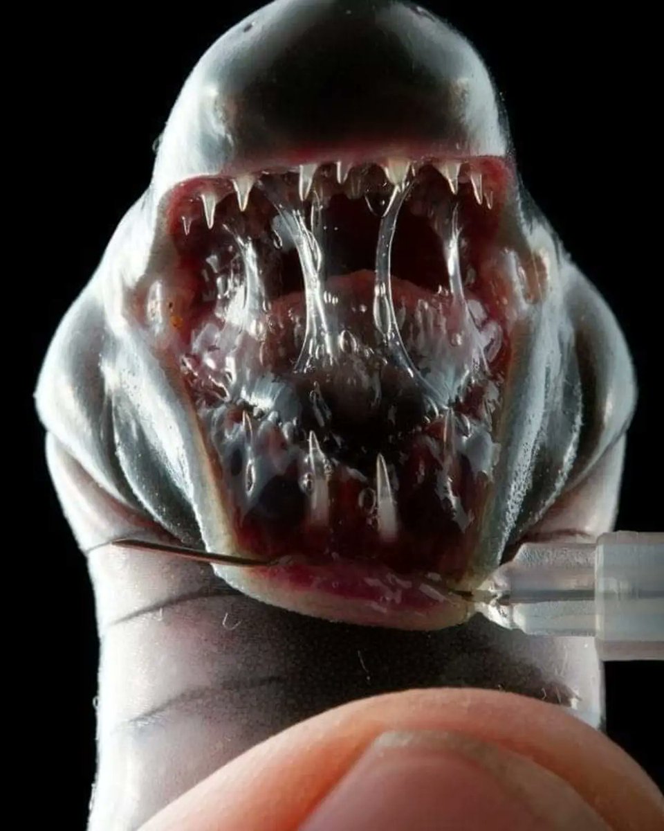 RincnCuriosoo's tweet photo. Así luce la boca de las Cecilias 💀

Son anfibios con aspecto de gusanos, viven en bosques tropicales de todo el mundo. https://t.co/A9UhI9NBpB
