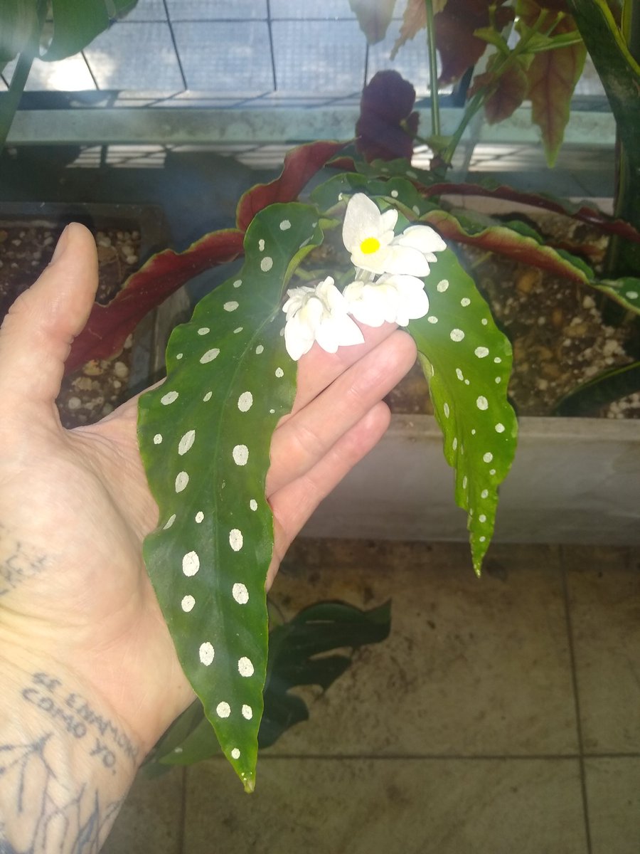 PteDeInternet's tweet image. Begoña en flor.

#PipiGardener?
Si

#EndOf