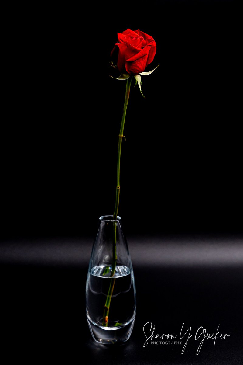 sygdesigns's tweet photo. Rose 🌹
#flower #flowetphotography #singleflower #nikonphotography #nikoncreators #picoftheday #ThePhotoHour #floweroftheday #nikonphotographer #FlowersOfTwitter #flowerlovers #macrophotography #lightboxphotography #flowerinvase #rose #redrose #redflower #roses #photography #red https://t.co/deYncGsz8f