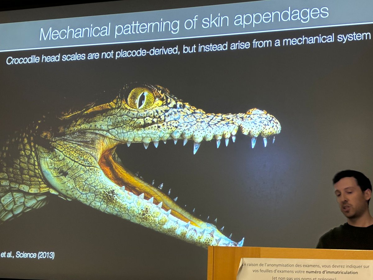 Post-Doc Association Unige (@apdunige) on Twitter photo Dr Rory Cooper gave a fascinating talk today about the development of crocodile head scales and the role played by mechanical forces in the process! 🐊
Thank you for this great seminar with mesmerizing images <a href="/rorylcooper/">Rory Cooper</a> !
<a href="/LANEVOL/">The Milinkovitch-Tzika lab</a> Dr Rory Cooper gave a fascinating talk today about the development of crocodile head scales and the role played by mechanical forces in the process! 🐊
Thank you for this great seminar with mesmerizing images <a href="/rorylcooper/">Rory Cooper</a> !
<a href="/LANEVOL/">The Milinkovitch-Tzika lab</a>