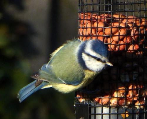 JulieRyanEvents's tweet photo. Hungry Blue Tit  eager to get to the peanut feeder ..
#gardenbird https://t.co/U4zWQbTDoR