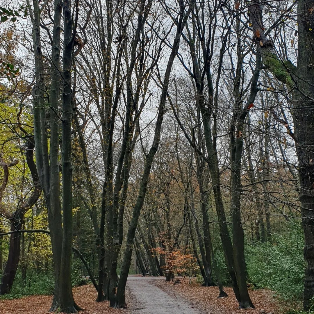 Highgate Wood Winter ❄️

📸: thismumruns_muswellhill, Instagram

We'd love to see your Winter pics of Highgate Wood, tag us on @colhighgatewood or #HighgateWood for your chance to feature on our socials!