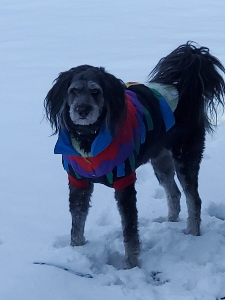 AlphaJames5011's tweet photo. @WKRN Spencer is not happy about the snow https://t.co/q3h5RxWM0d