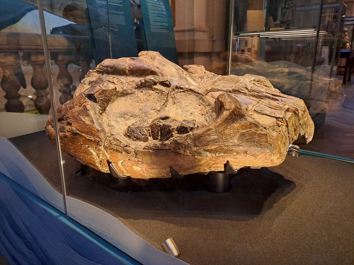 Brismuseumlearn's tweet photo. Great to see the partial Temnodontosaurus skull, offering a glimpse into prehistoric life, now on display at  @bristolmuseum. 
Did you know schools can learn about palaeontologist Mary Anning, who found this aged only 14?  
KS2 and KS1 workshops available.
https://t.co/CYAIgIDYLf https://t.co/0jpLMbB4vy
