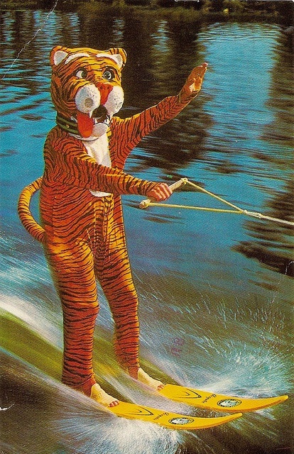 Water Skiing Tiger at Cypress Gardens in Winterhaven, Florida (1981)