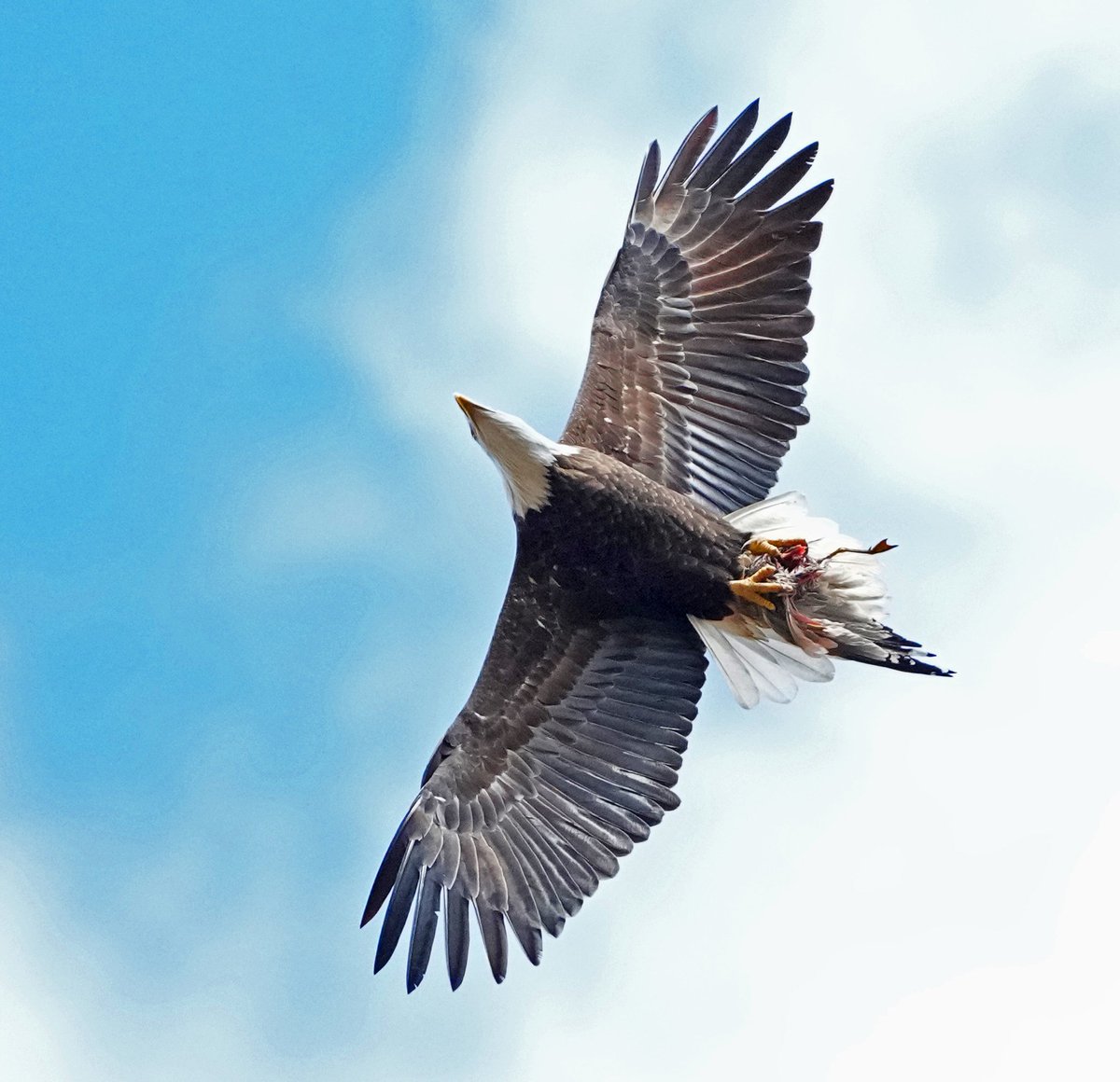 Bald Eagle circles over the Metropolitan museum with half eaten Seagull ,nov 27 ,Central park.

#birdcpp #birdsinflight #flyingbirds #baldeagle #eagle #metropolitanmuseum   @BirdCentralpark