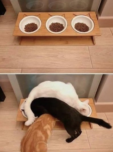 Dont Show Your Cat tweet media