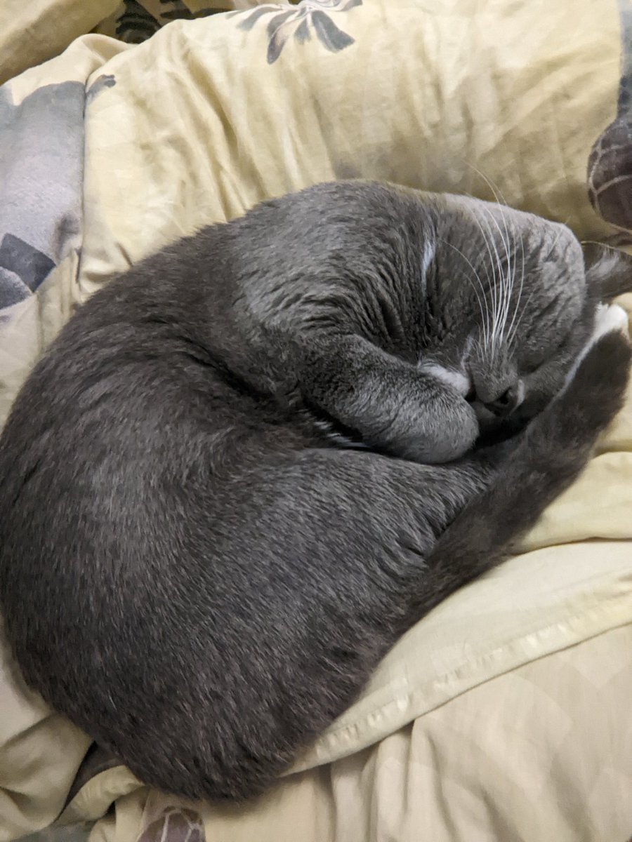 HvostikCat's tweet photo. Why you want cat https://t.co/qb2J422OwJ