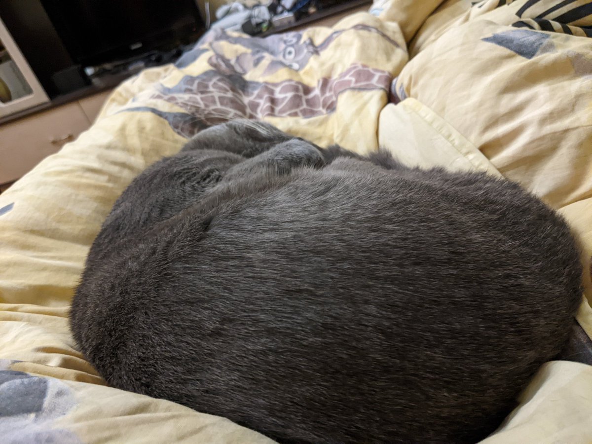 HvostikCat's tweet photo. Why you want cat https://t.co/qb2J422OwJ