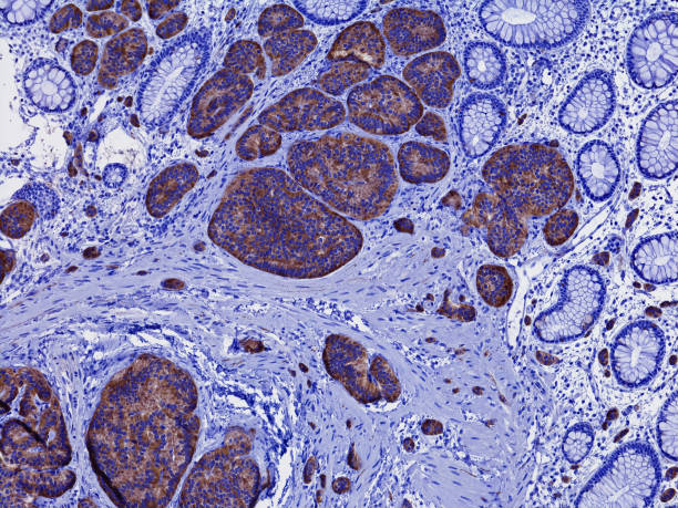 oxxius's tweet photo. 🧬 #DynamicCellImaging: Discover how Oxxius lasers are transforming dynamic cell imaging, enabling researchers to track cellular processes in real time. #CellBiology #OxxiusInnovation #Oxxiustech
🔗 https://t.co/JaxGl4eloP https://t.co/iByrwMt4sJ