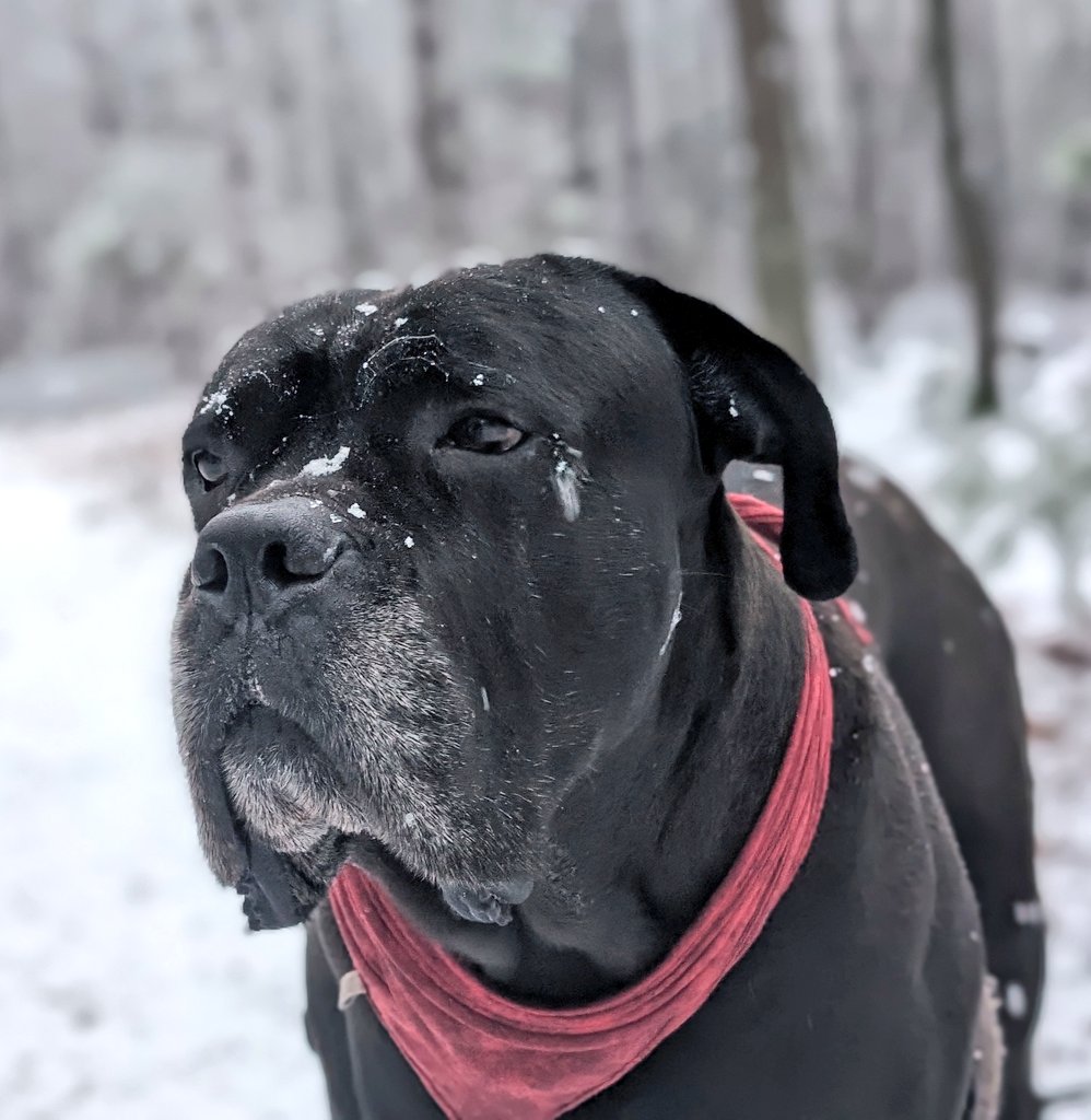 CorsoFerro's tweet photo. #canecorso #dogsoftwitter https://t.co/6qdIhxniMV