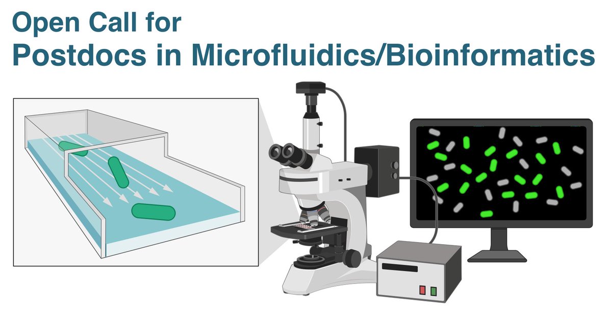 Sharma Lab (@sharmalab1) on Twitter photo 🚨Only 2 weeks left to apply🚨
We are hiring 2 postdocs in #RNA biology #bioengineering #bioinformatics for our <a href="/VolkswagenSt/">VolkswagenStiftung</a> funded MOMENTUM project. Join us <a href="/JMU/">JMU</a> to study bacterial gene expression with #microfluidics & live-/single-cell #microscopy.
➡️ uni-wuerzburg.de/fileadmin/0329… 🚨Only 2 weeks left to apply🚨
We are hiring 2 postdocs in #RNA biology #bioengineering #bioinformatics for our <a href="/VolkswagenSt/">VolkswagenStiftung</a> funded MOMENTUM project. Join us <a href="/JMU/">JMU</a> to study bacterial gene expression with #microfluidics & live-/single-cell #microscopy.
➡️ uni-wuerzburg.de/fileadmin/0329…