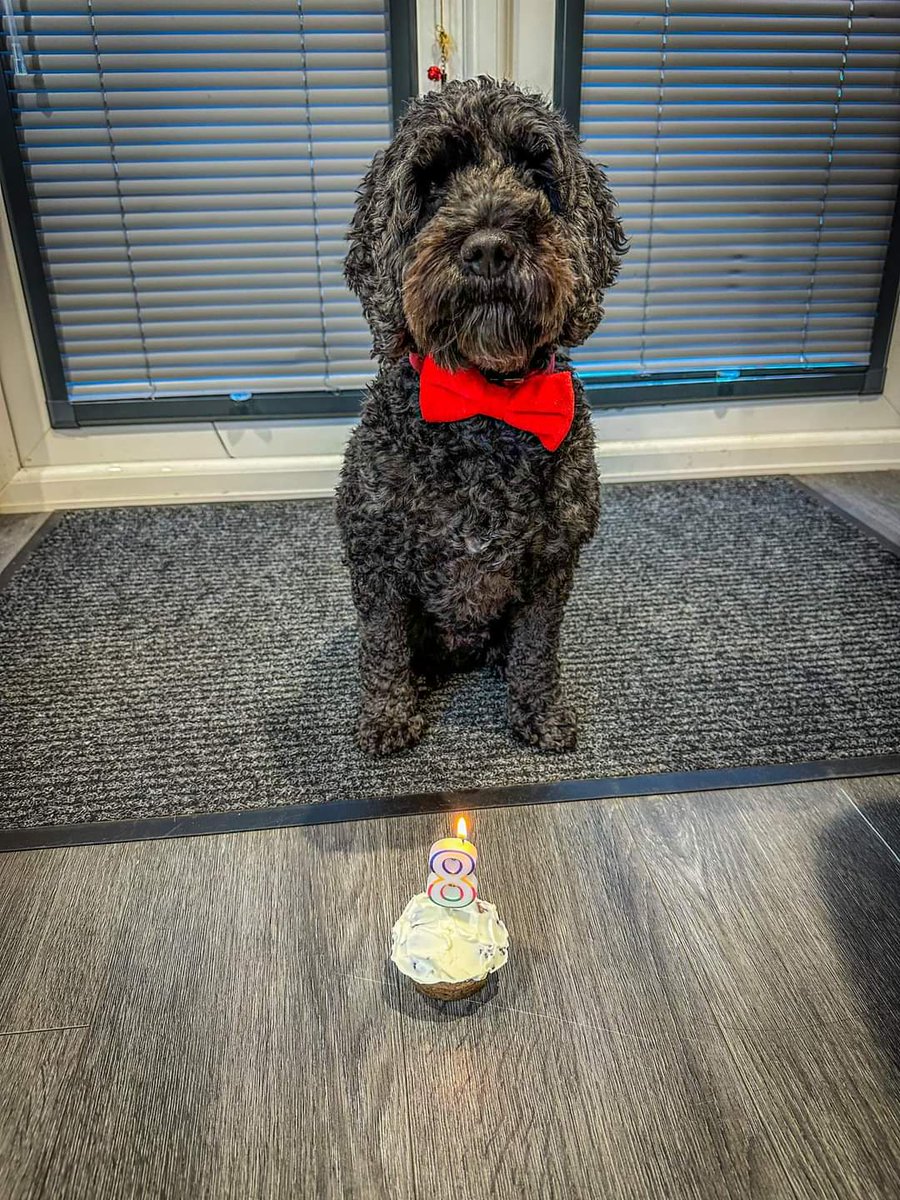 DogsBirthdays's tweet image. It's my birthday #dogbirthday #dogs #dogsoftwitter