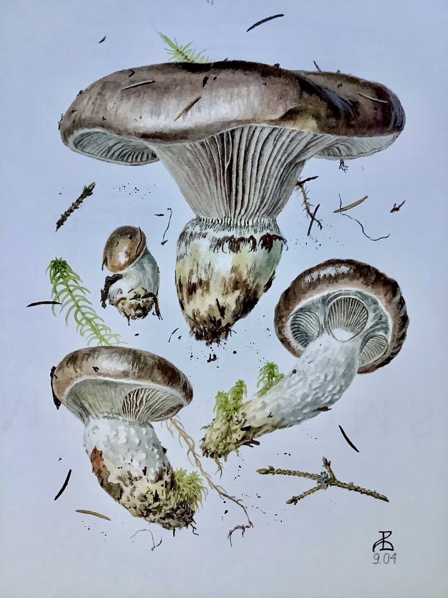 My 2024 calendar features spectacular paintings by Alexander Viazmensky. January’s mushrooms are Gomphidius glutinosus. #MushroomMonday #MondayVibes