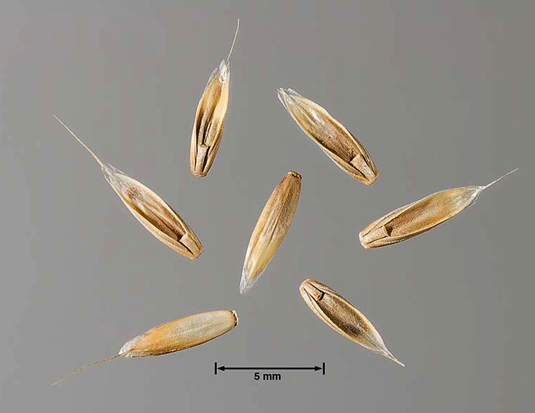 AOSA/SCST tweet media