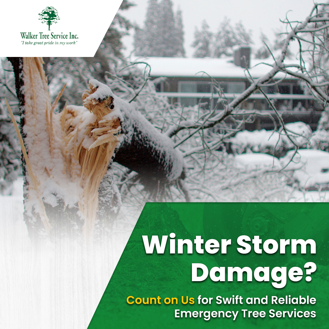 TreeWalker's tweet image. 🌲❄️ Winter storm damage? Don&apos;t worry! Walker Tree Service is here to the rescue! 🚀 We specialize in swift and reliable emergency tree services to help you get back on track!
#TreeService #SuperiorService #WalkerTreeService #NorthoftheRiver #Experienced #WinterStorms