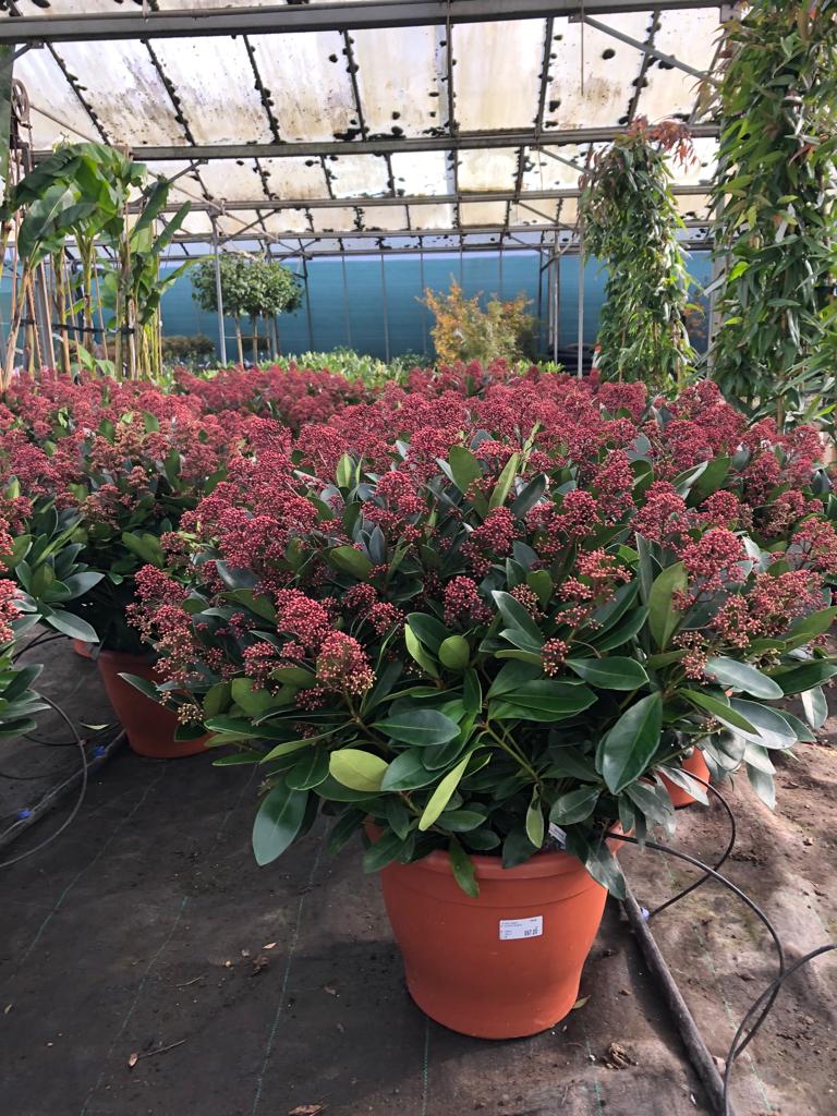 biggreenplant's tweet photo. Skimmia japonica Rubella is the perfect plant to cheer your garden up this winter 🌿 https://t.co/GAp5LXuEq4