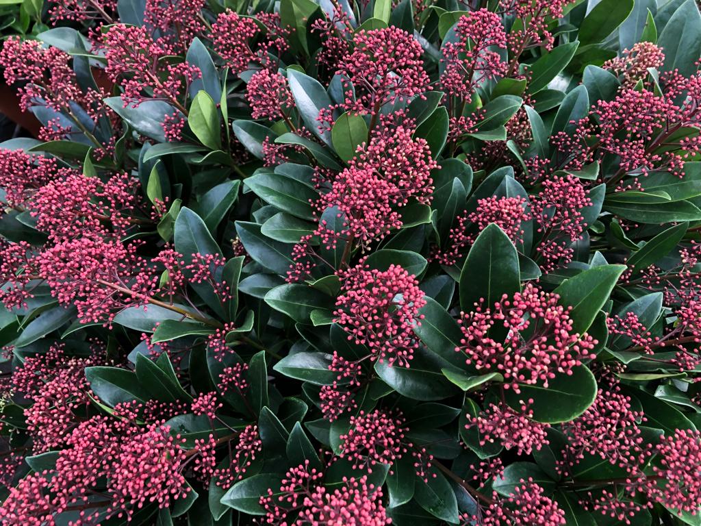 biggreenplant's tweet photo. Skimmia japonica Rubella is the perfect plant to cheer your garden up this winter 🌿 https://t.co/GAp5LXuEq4