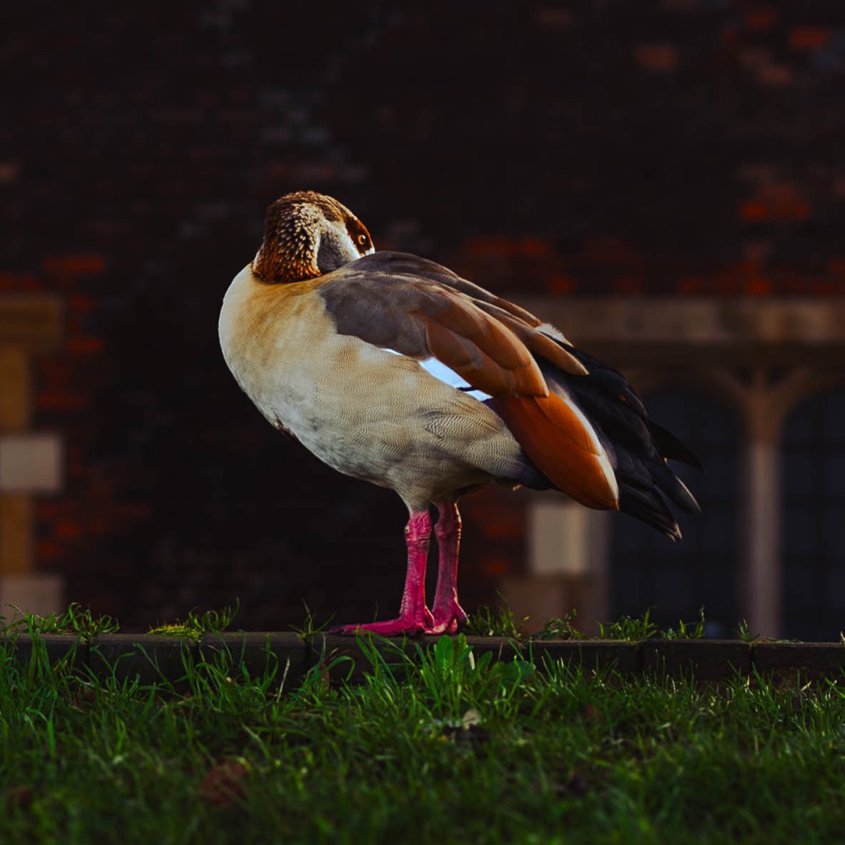 denikks's tweet photo. Bit of a rare one in the middle of london 🧐

#streetphoto #SonyAlpha #wildlife https://t.co/sIgcmbrQaJ