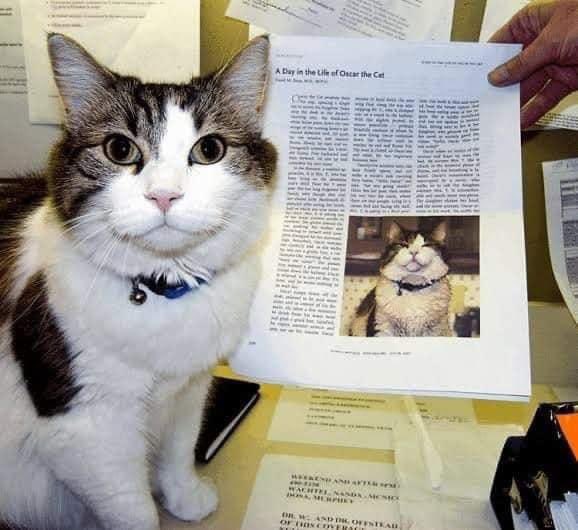 En 2005, un gatito de seis meses llamado Oscar fue adoptado por un asilo de ancianos en Estados Unidos para criarlo como gato de terapia. Sin embargo, los trabajadores notaron algo peculiar en él. Aunque Oscar normalmente prefería estar solo, de vez en cuando se metía en la cama